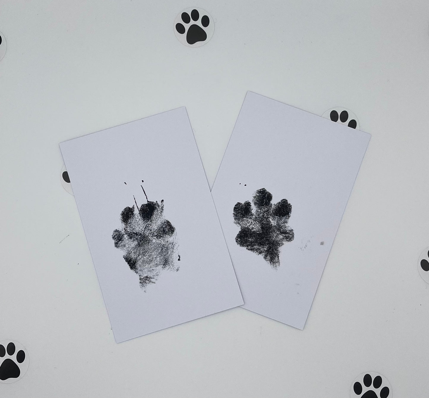 Kit - Empreinte pattes